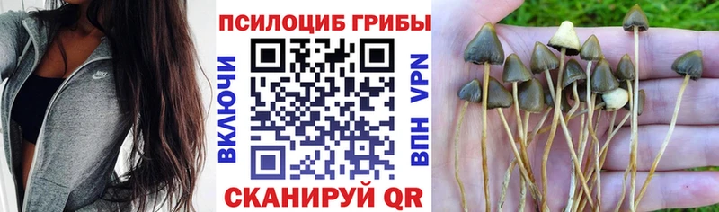 Купить  Кондопога  Галлюциногенные грибы Magic Shrooms 